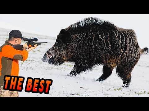 EN İYİ DOMUZ AVI 2026. Best Wild Boar Hunting Videos