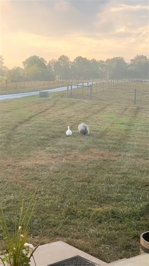 This Duck and Pig Take a Walk Together Every Day 🦆🐖❤️