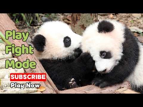 Baby Panda Fight Tactic: Grab The Ear And Never Let Go! | iPanda