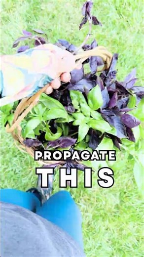 How to Multiply Basil Plants Easily (Step-by-Step)