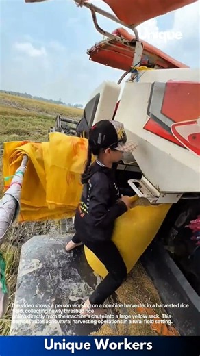 Rice Harvesting: Collecting Grains into Sacks from Combine Harvester