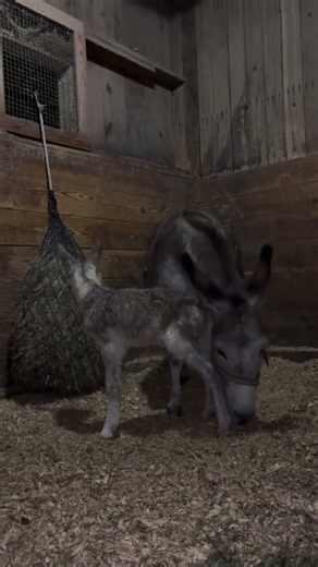 No Warning, No Signs… Just a Brand-New Baby Donkey! #donkey #rescue #story