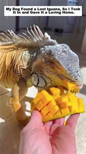 My Dog Found an Iguana, and What Happened Next Changed Everything…