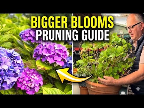 How to Prune Hydrangeas for Massive Blooms (Complete Care Guide)