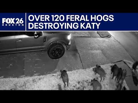 Over 120 feral hogs destroying Katy neighborhoods