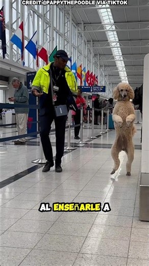 Este perro camina como una persona y se volvió viral 😂🐾 #shortvideo