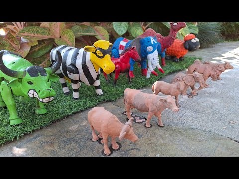 Sapi, Gajah, Kerbau, Domba, Kuda, Unta Melahirkan | Sapi Mandi Lumpur