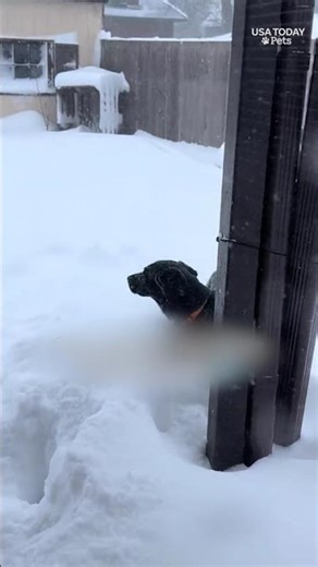 Michigan dog takes a flying leap into mountain of snow