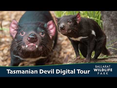 Tasmanian Devil Digital Tour