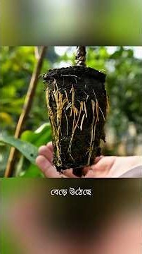 Grow a New Guava Tree from a Branch Using a Potato!