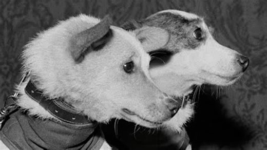 How Soviet space dogs reached orbit before America’s space monkeys