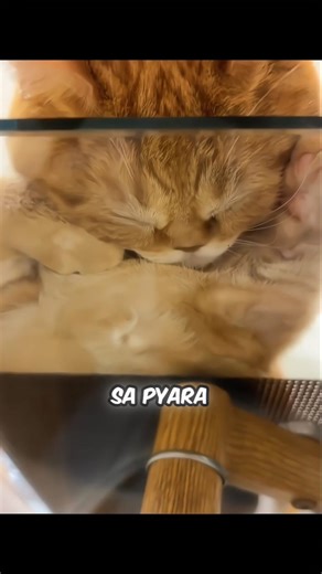 THE CAT’S FUNNY GLASS TABLE SECRET 🐱