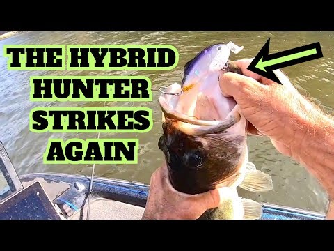 Saving BASS One Catch at a Time