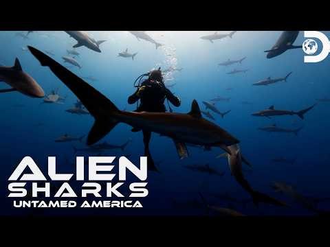 Diving With THOUSANDS Of Sharks!? | Alien Sharks: Untamed America | Shark Week