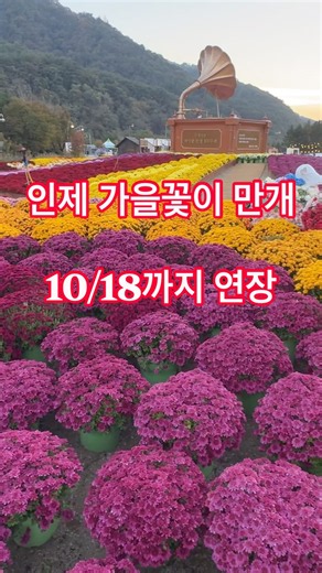 늦게 갔더니 꽃이 만개! 인제 가을꽃축제