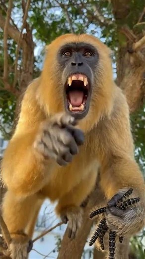 The Scary Pranks of Mischievous Monkeys! 😱🐒