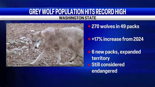 Washington wolf count | Haystack News