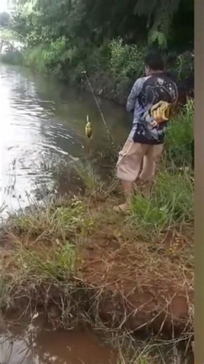 Peacock bass fishing #fishing #fishinglife