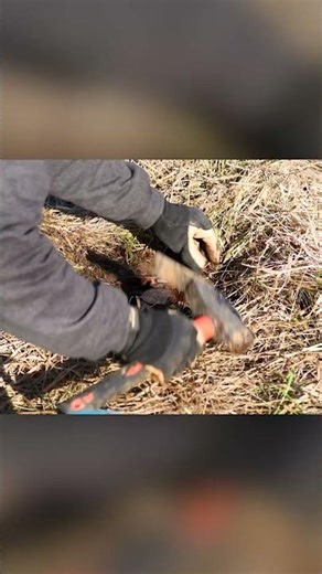 How to Make a Flat Set - Trapping Coyotes