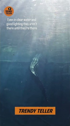 Spot the Crocodile Hiding in Clear Water