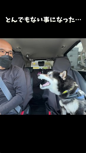 柴犬トリミングサロンでの楽しい一日