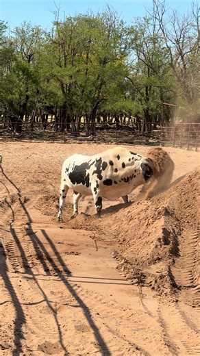 Black Tie Affair got dibs on the fresh pile of dirt! @Addi Drury #fyp #buckingbulls #rodeo #bullriding #ranchlife