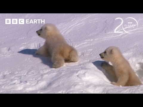 Polar Bear Cubs Take First Steps | 20 Years of Planet Earth | BBC Earth