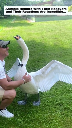 Animals Reunite With Their Rescuers, and Their Reactions Are Incredible…