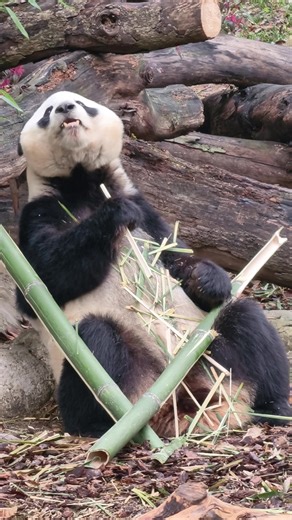 Giant panda Yuihin(結浜) is eating bamboo, so cute🎀2026.3.18 #結浜 #giantpanda #パンダ #大熊猫 #animal