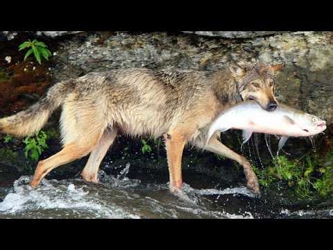These Wolves Hunt In The Ocean | Coastal Wolves Rule The Islands