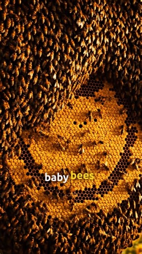 Honey Bees Are Smarter Than You Think 😳🐝 #honeybees #bees #honey #wildlife #nature #shorts #trending