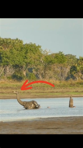 Will Giraffe Able To Servive Mud By info fact News