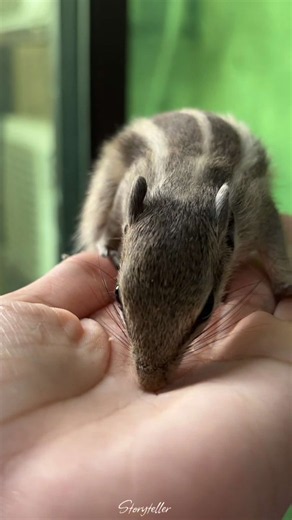 #creatorsearchinsights #viral #trending #fyp #storyteller Taking care of a squirrel requires proper food, a safe environment, and lots of attention. If it’s a baby, keep it warm and provide an age-appropriate milk replacer as advised by a wildlife rehabilitator; never give it cow’s milk or human baby formula. Older squirrels need a suitable diet of vegetables, appropriate nuts, and other species-specific foods, along with fresh water. Provide a quiet, secure space with safe branches for climbing