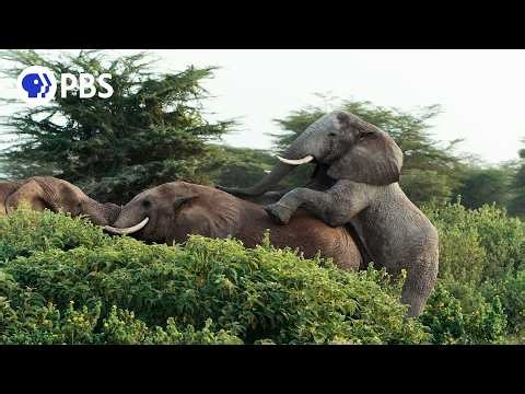Male Elephants Have Best Friends Too!