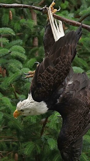 Fight or Flight? - Eagle Gets Stuck in a Tree