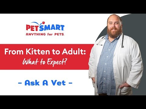 From Kitten to Adult: What to Expect? | PetSmart Veterinary Services