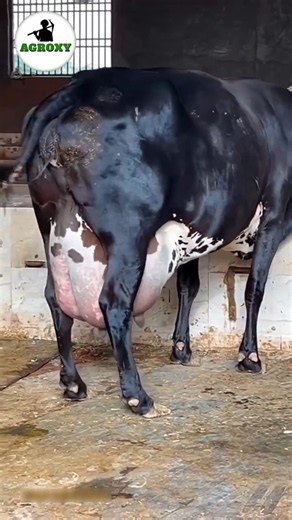 Calcium deficiency in high milking cow & buffalo #cow #buffalo #dairyfarming #facts