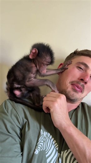 Baby rescue baboon meets a human 🥰🤗🐵 #animals #animalshorts #cute #wildlife