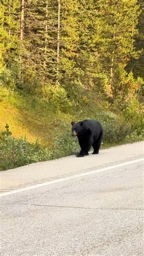48 Hours in Banff National Park! 🇨🇦✨|Things You CANNOT Miss in Banff 🏔️🐻