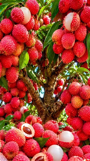 Easy and fast method to grow and propagate lychee fruit trees #fruit #garden #nature
