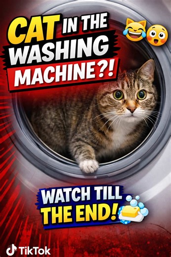 My cat really climbed into the washing machine like it’s totally normal 😹🐱 Cats are curious… but this is next level 😂 Watch till the end 👀 Would YOUR cat do this?! #c#catf#funnycatc#curiouscatc#catsoftiktokfyp