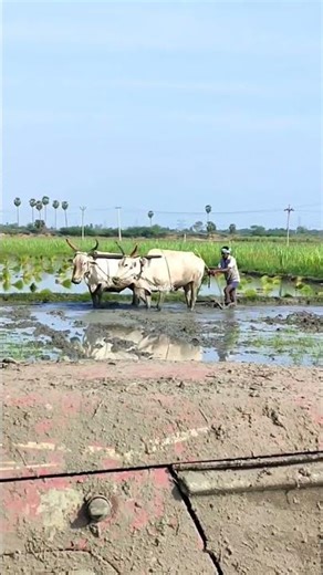 ploughing with bulls by farmer | bull ploughing the field cow ploughing the field ox ploughing field