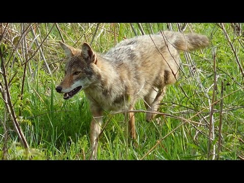 Close Encounter Predator Hunts: Hunting Kansas w/ Torry Cook from MFK Game Calls! - 4K