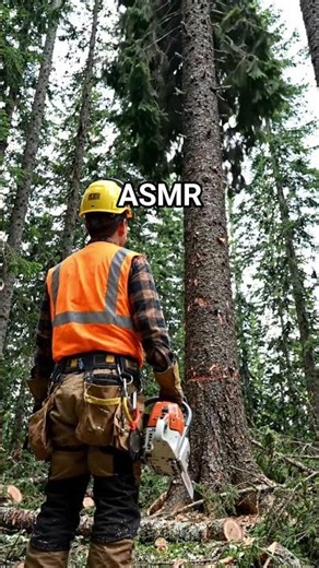 ASMR : Big Tree Falling After Chainsaw Cut | Nature Sound
