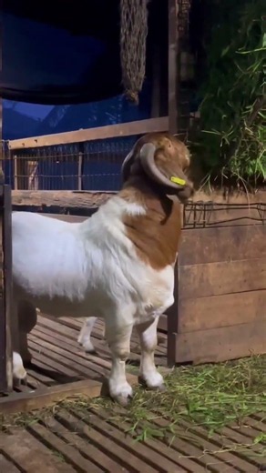 The Secret Life of #BoerGoats: Why These #African Powerhouses Are Changing Livestock Farming#shorts