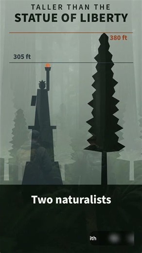 The Tallest Tree in the World