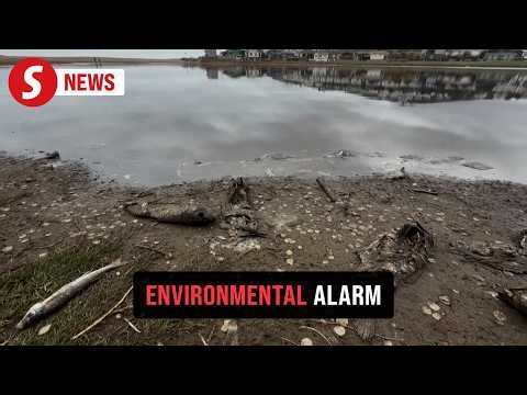 Chile probes mysterious mass fish die-off in lagoon