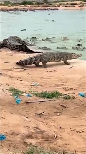 Crocodile Attacks a Pig on the Farm! 🐊 #shorts #wildlife #animals #crocodile #pig