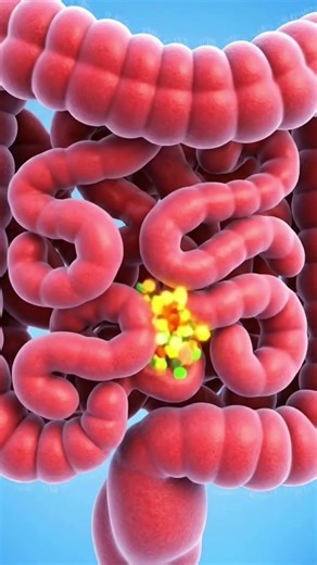 6 Meters Inside You 😳 Small Intestine 3D Animation