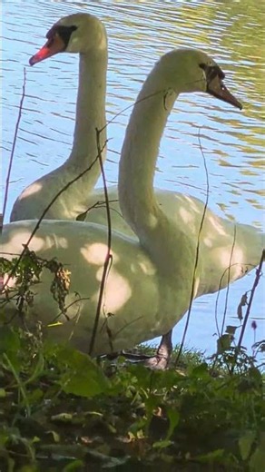 Caught this swan preening at the water's edge 🌿 #wildlife #serene #swan